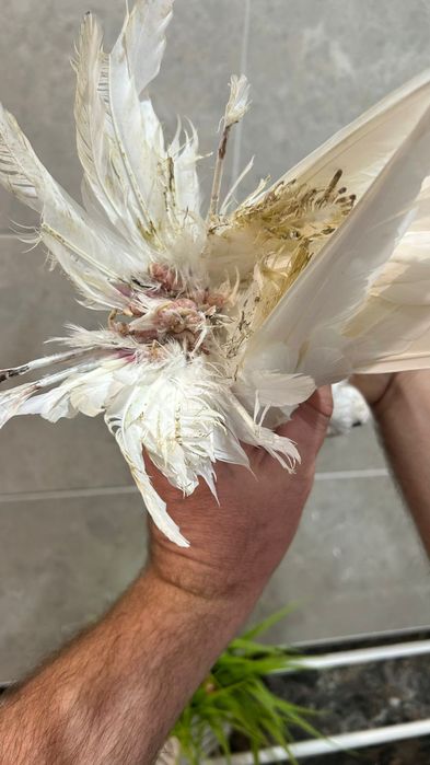 Продам самца гульбадама