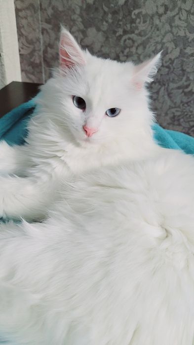 Вязка кот Турецкого Ангора