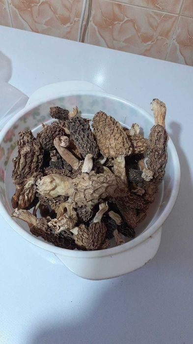 Zbarciogi morcela esculenta uscati