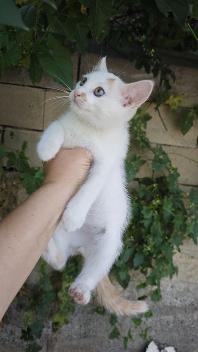 Котёнок ищет семью