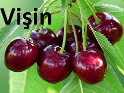 Pomi Fructiferi Pitici Dwrf (Soiuri De Vișin )