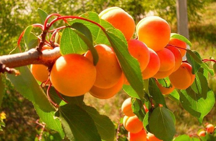 Pomi Fructiferi Columnari (Soiuri De Cais )