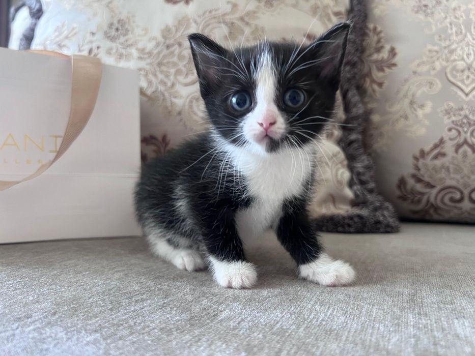 Отдам котят в добрые руки