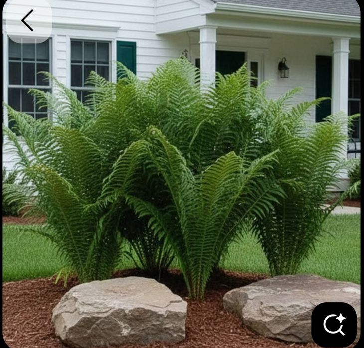 Lot 10 plante feriga strut crestere rapida