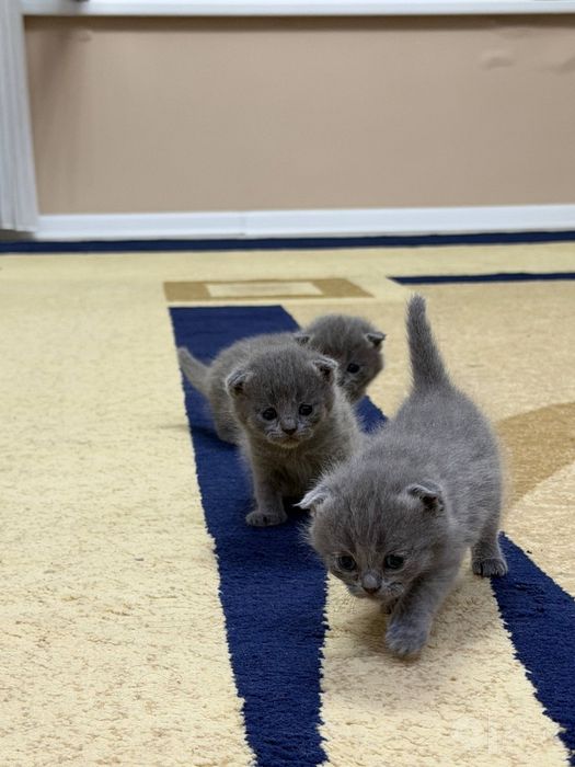 Кошка мушукчалар сотиладии