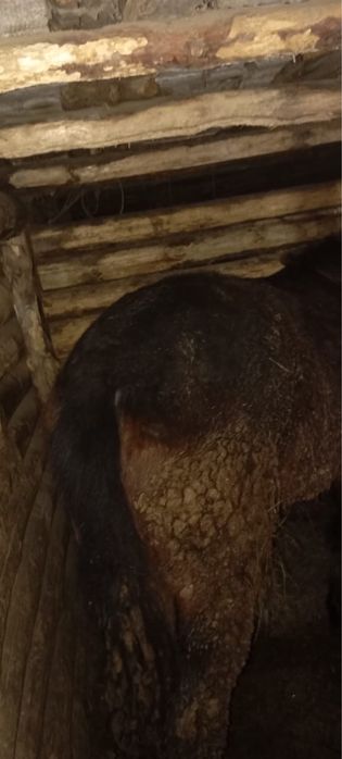 Продам байтал на откорме