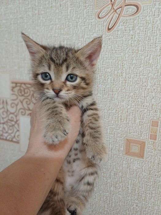 Отдам котят в добрые руки.