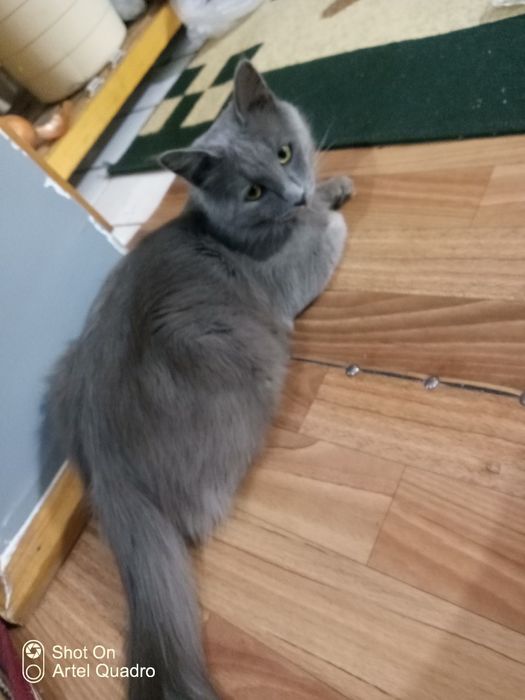 SCOTTISH zotli mushuk sotiladi! Kami vashi yoo, O'zi arzon sotvoma