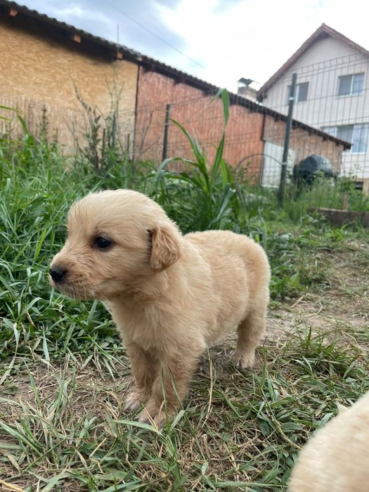 Vând puiuți rasa Golden Retriever