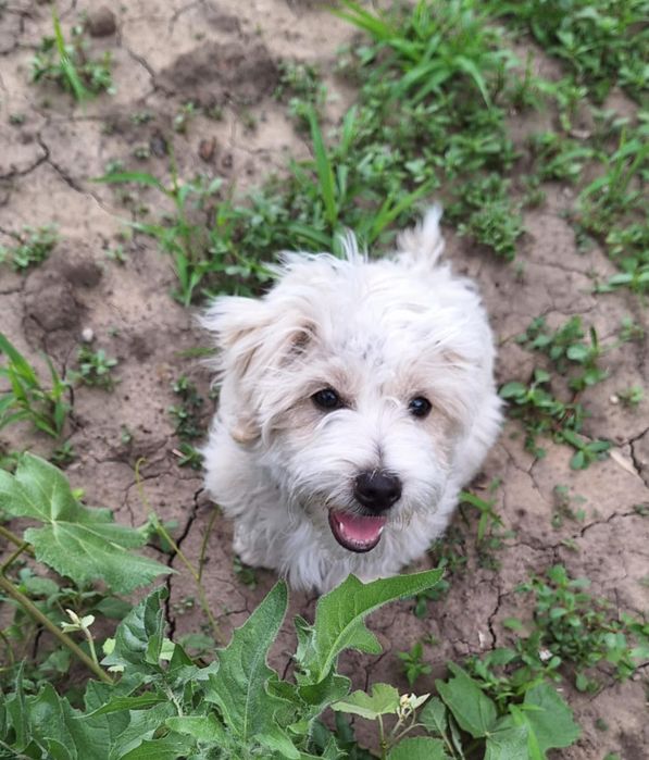Ofertă! Bichon Maltez, baietel, la un pret mic