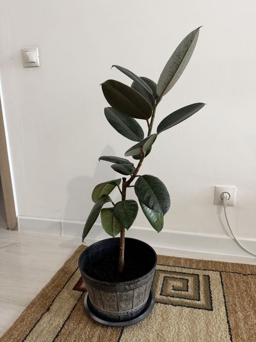 Продам комнатные растения