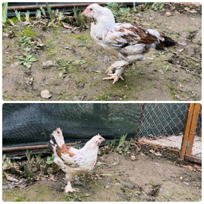 Пилета Струмски и югозападен стандарт