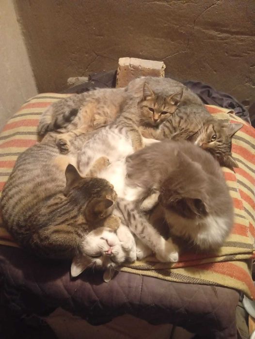 котята маленькие