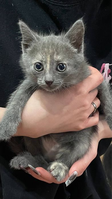 котенок срочно ищет дом СРОЧНО