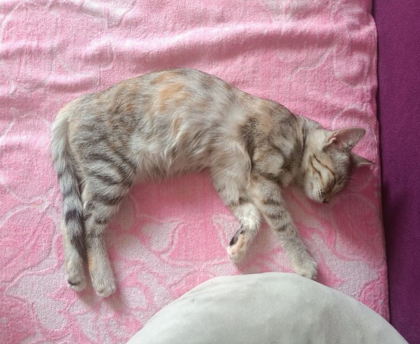 Срочно отдам кошку