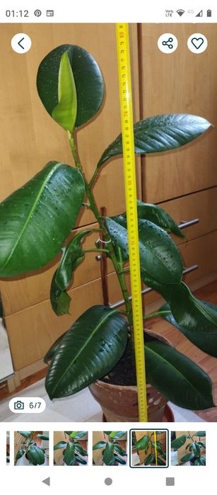 ficus plantă naturală decorativă 80 cm