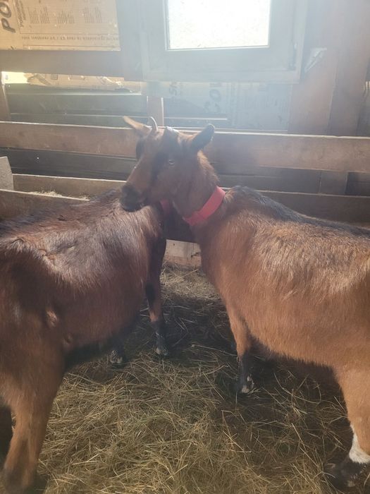 Capre alpine franceze