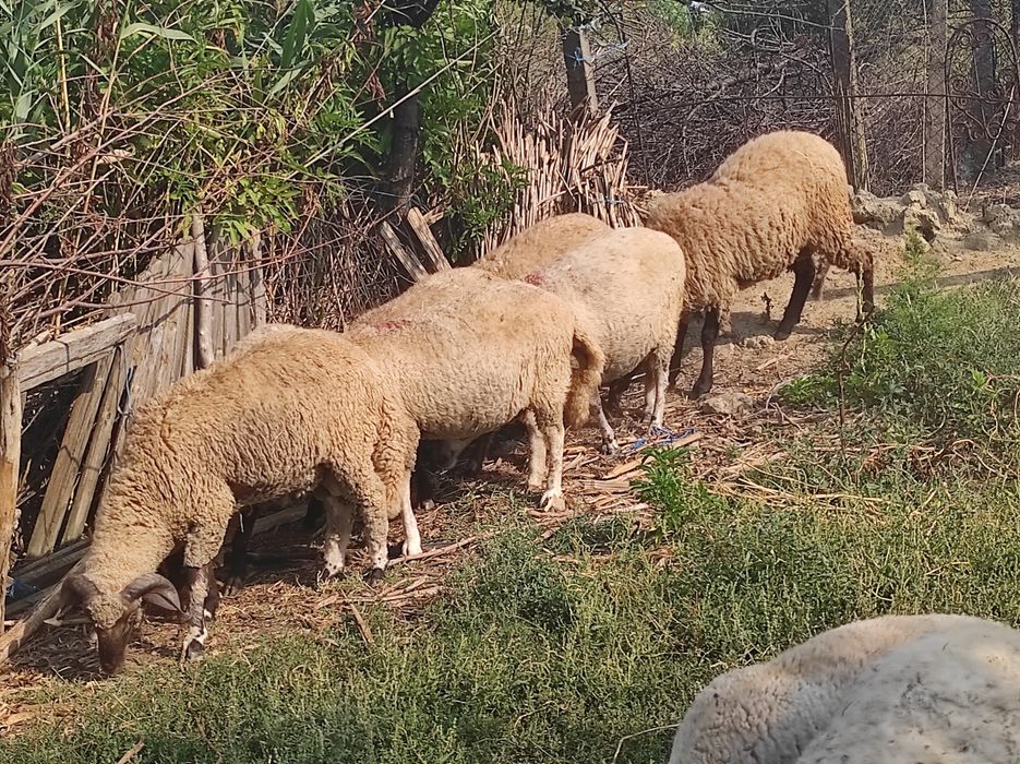 Oi sterpe , miei și  berbeci de vânzare