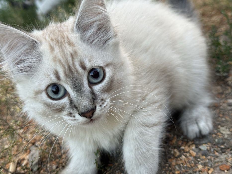Отдам котят бесплатно мальчик и девочка