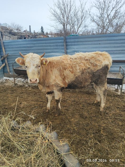 Продам стельную тёлку.