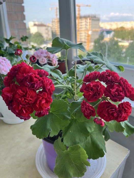 Продам черенки сортовых пеларгоний