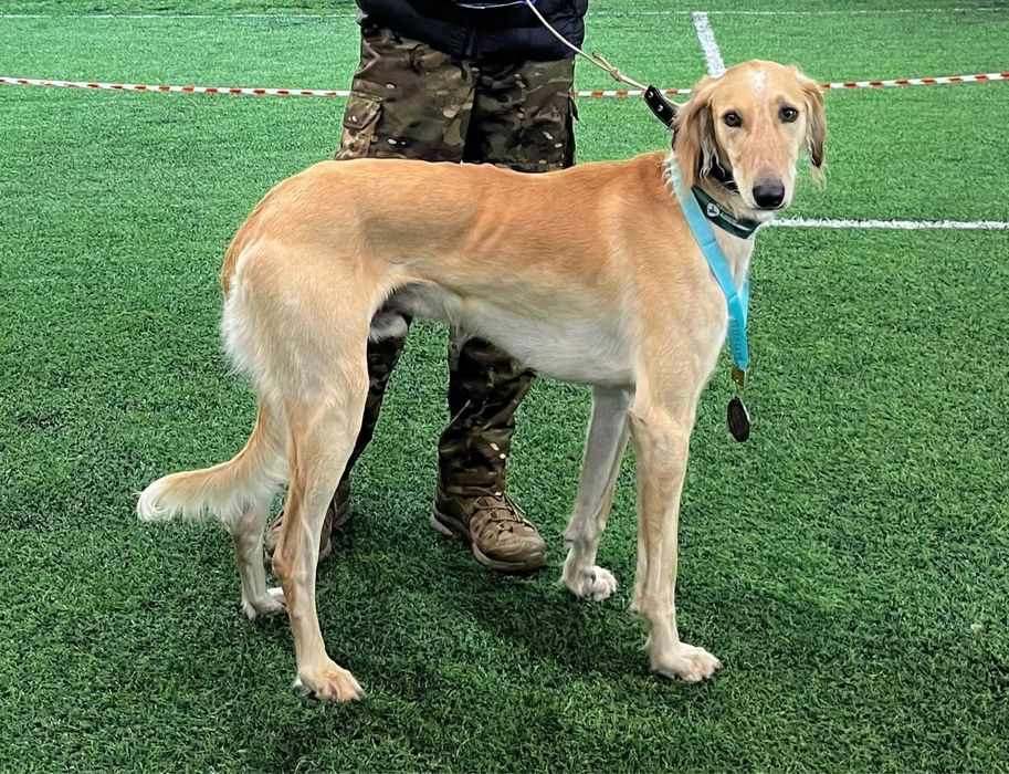 Пропала собака!!!