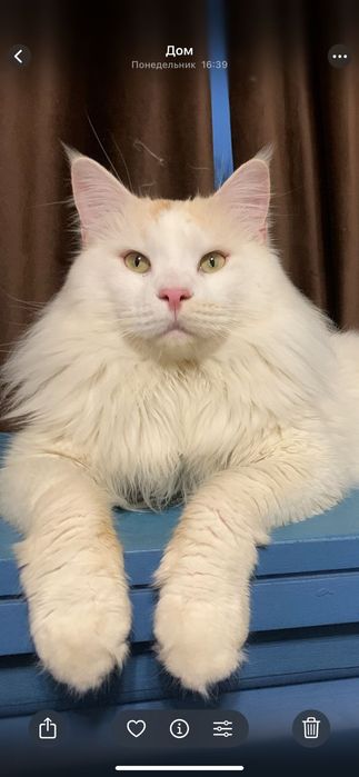 Мальчик  мейнкун с родословной