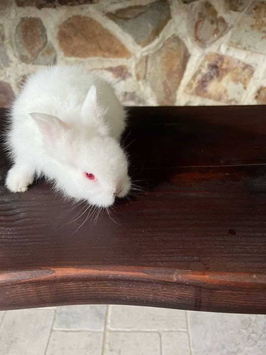 Продавам декоративни бели зайчета с червени очички. 40лв