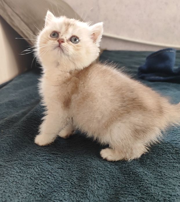 шиншиллки котята