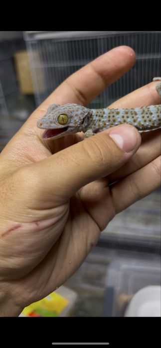Гекконы токи малыши