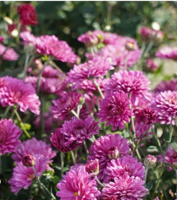 Продам хризантемы,ирисы