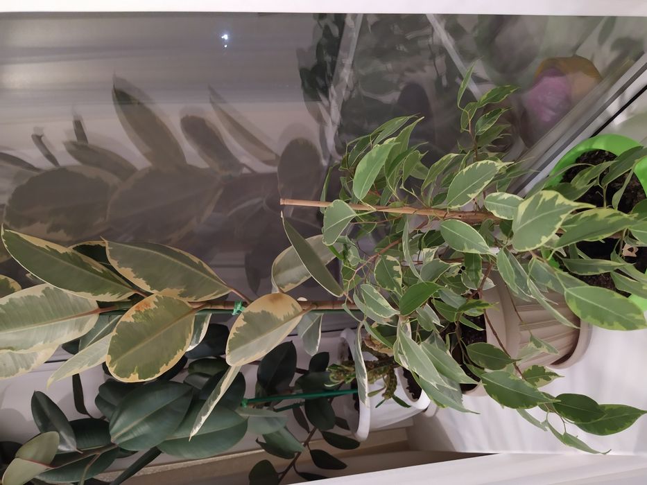 Продам комнатные большие цветы