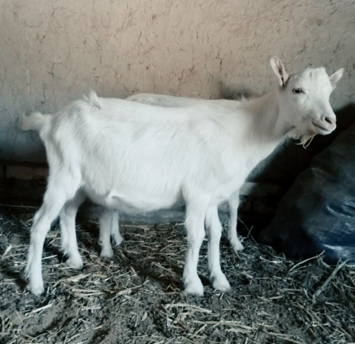 Эчки боллари сотилади ёзда тугилган 2 дона така ишлаши зўр