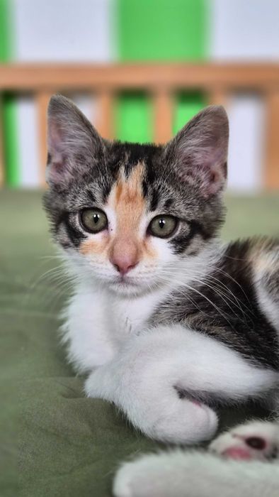 Коте момиченце на 3 месеца