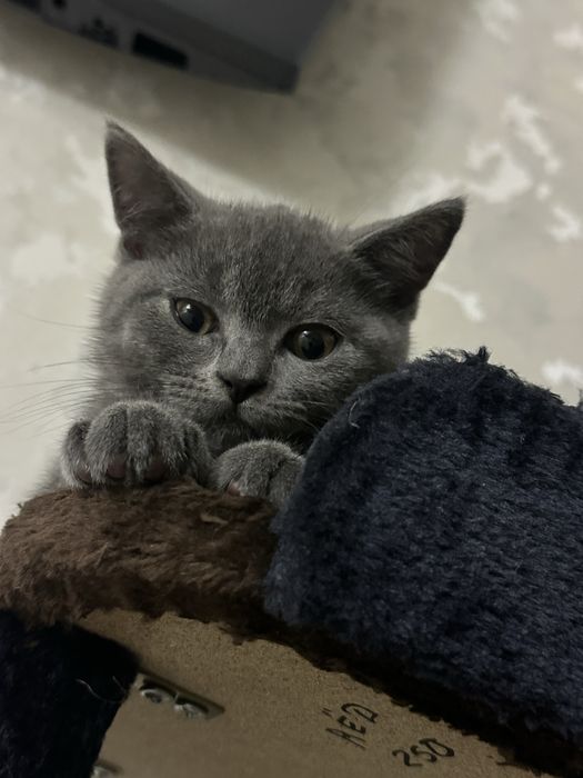 Скотиш фолд.  Скотиш страйд
