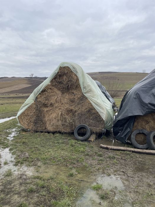 Vand baloti lucerna/fan