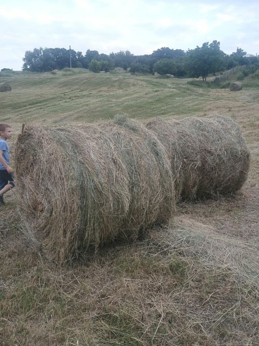 Băloți rotunzi de fan