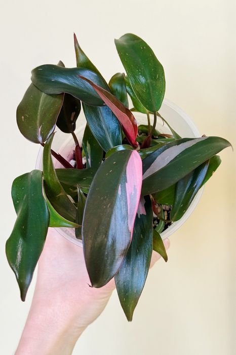 Филодендроны разные