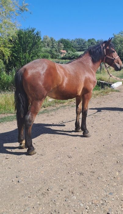 Vând armăsar de 1 an