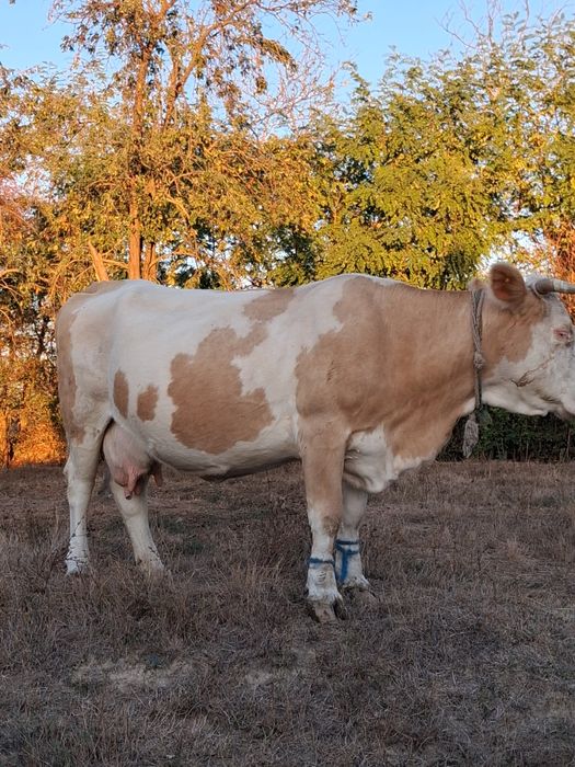 Vând vaca cu doi vitei