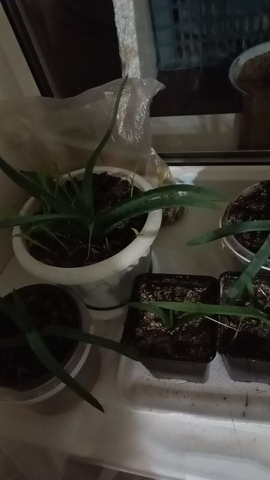 Продается Алоэ-Вера