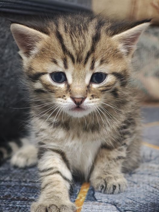 Отдам котят в добрые руки