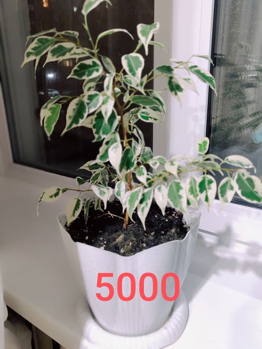 Продам комнатные цветы