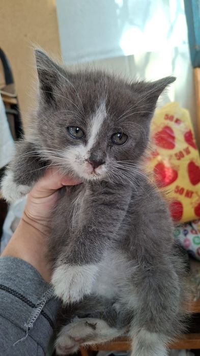 Котята в поисках дома