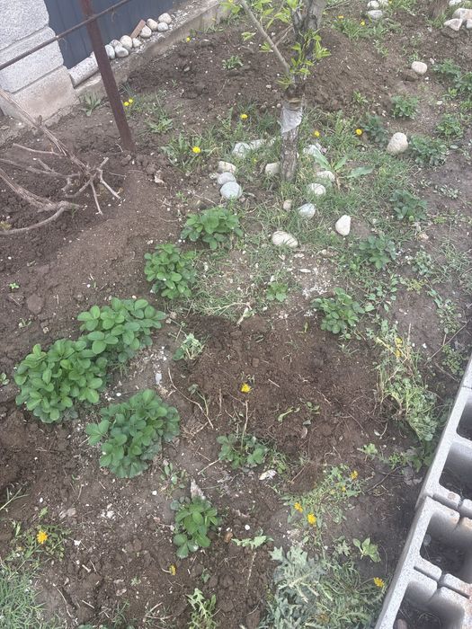 Продам саженцы клубники