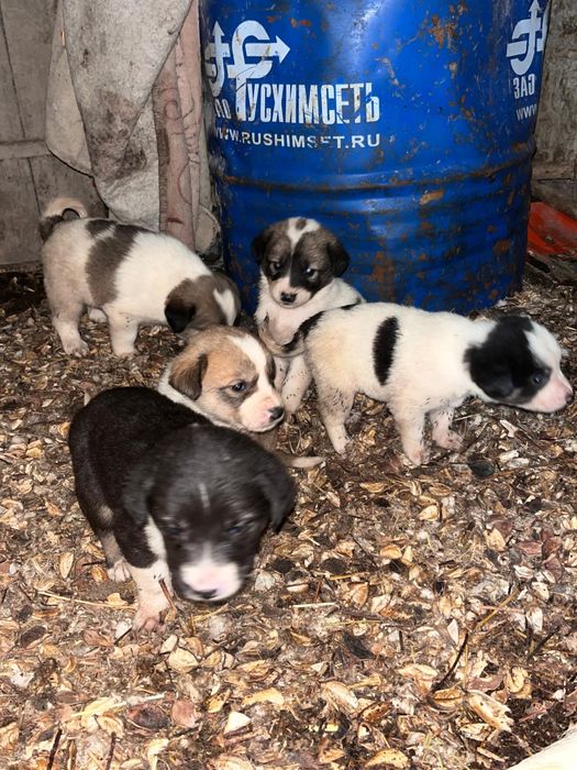 Алабай ұрғашы күшіктер сатылады