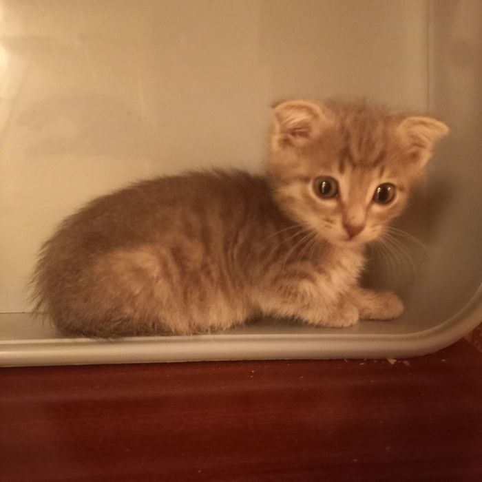 Вислоухий котёнок 1 мес мальчик