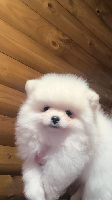 Шпицы мальчики готовы к переезду