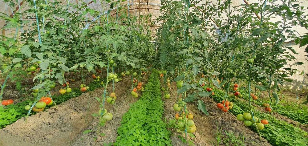 Помидори Бодринг