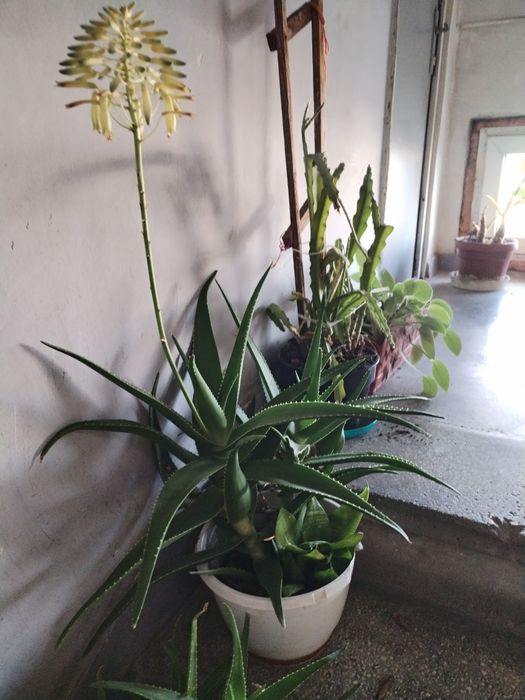 Plante de apartament.